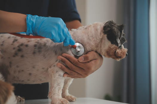 Health & Environmental Monitoring 
